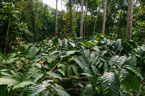 Kebun produksi Sawal Coffee, Rajadesa — dokumentasi 12 Agustus 2026