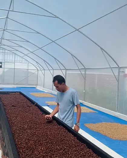 Pengeringan di green house
